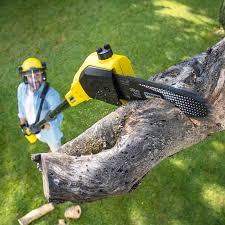 Best Lawn Disease Treatment  in Mapleton, UT