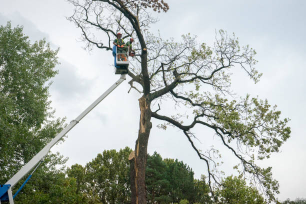 How Our Tree Care Process Works  in  Mapleton, UT