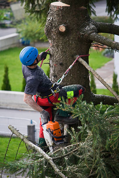 Best Lawn Mowing  in Mapleton, UT