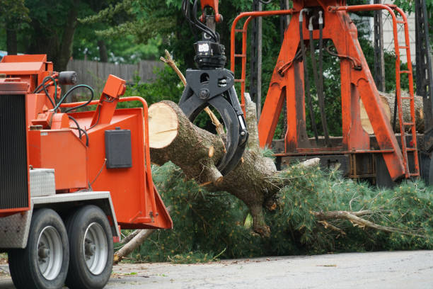 Best Tree Preservation Services  in Mapleton, UT