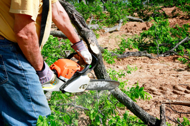 Trusted Mapleton, UT Tree Removal Experts